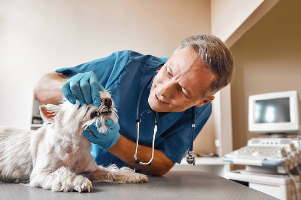 Best Weekend Emergency Dentist in Plymouth, PA